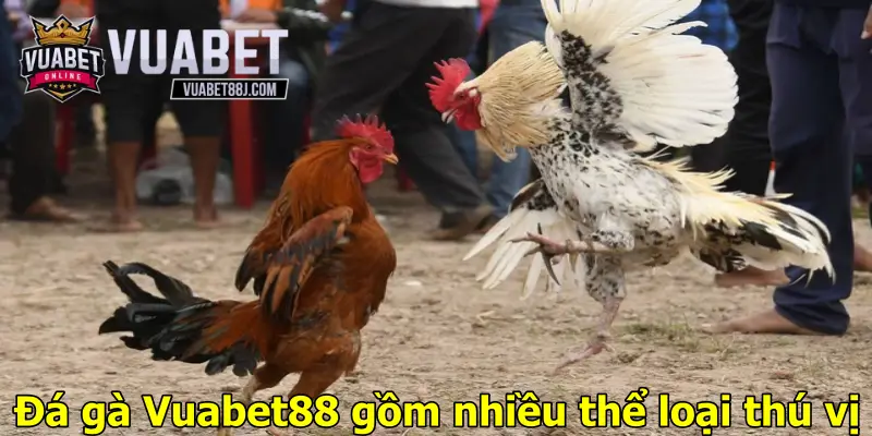 Đá gà Vuabet88 gồm nhiều thể loại thú vị