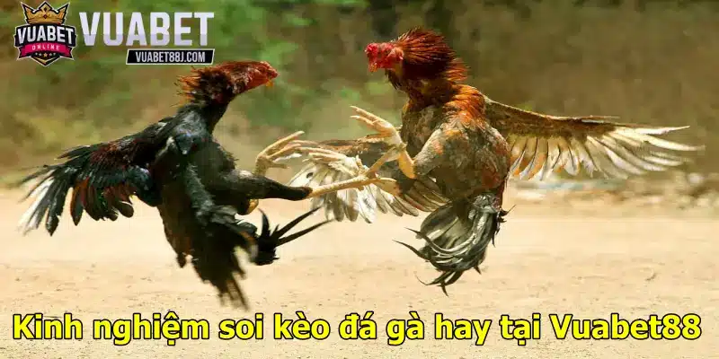 Kinh nghiệm soi kèo đá gà hay tại Vuabet88