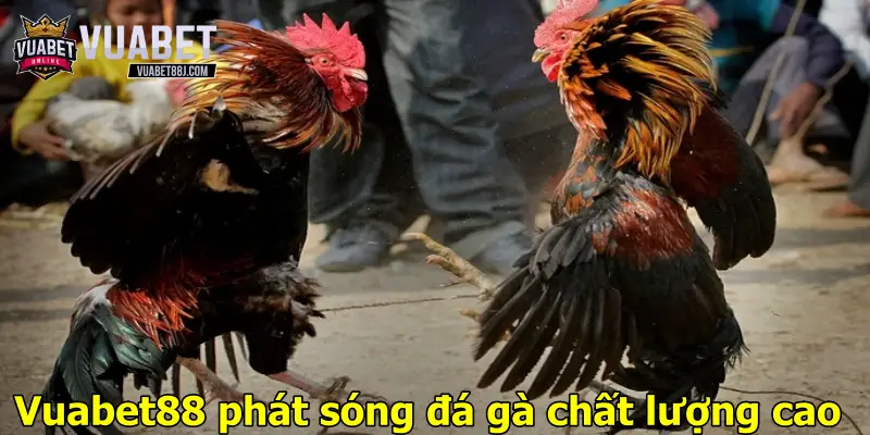 Vuabet88 phát sóng đá gà chất lượng cao